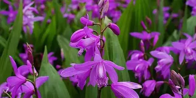 白芨的防病过程,白芨种植用药配方