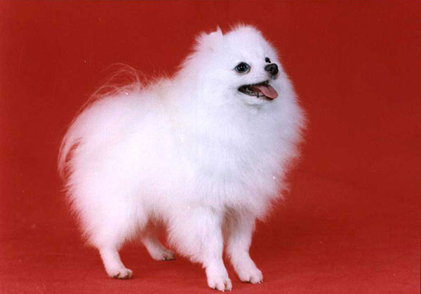 博美狗狗名字大全洋气,博美品种的狗有哪种特点和性格