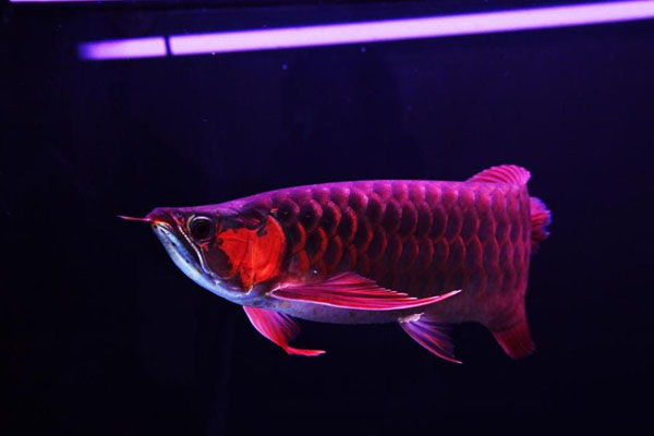 龙鱼顶灯怎么摆放不会掉眼,龙鱼顶灯最佳摆放位置图