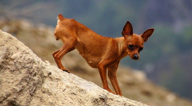 狗狗品种大全及图,狗狗品种大全价格