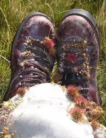 植物传播种子的方法有哪些二年级,植物的果实和种子传播方式有哪些