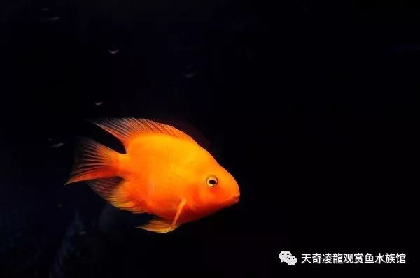 鹦鹉烂鳃的治疗方法,鹦鹉烂甲怎么治疗