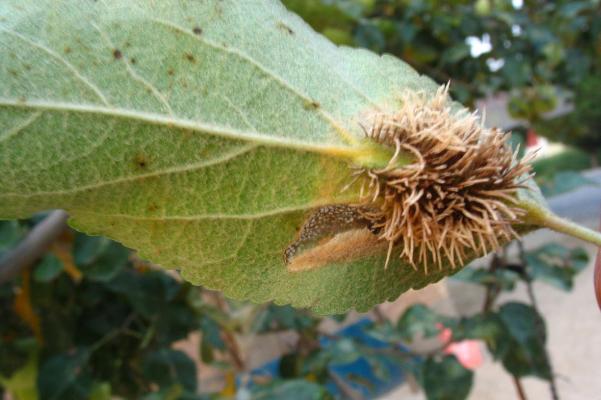 苹果树叶上的羊胡子锈病怎样防治,苹果树叶背面长绒毛怎么治