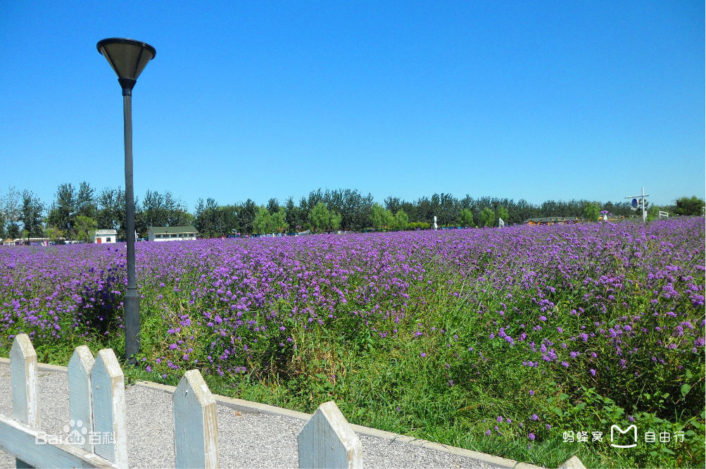 蓝调薰衣草庄园官网,蓝调薰衣草庄园别墅