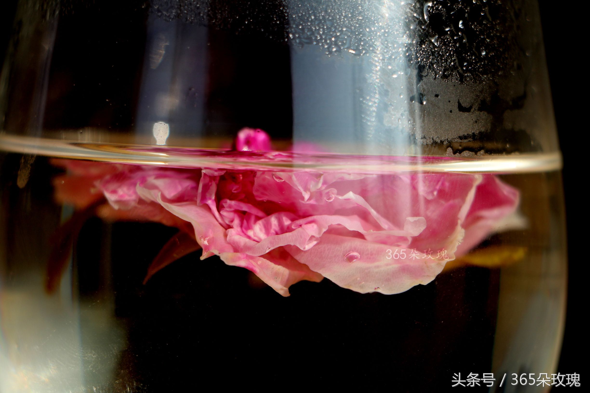 玫瑰花茶可以泡出精油吗女生,玫瑰花茶真的能泡出玫瑰精油吗