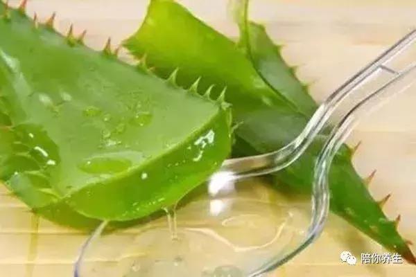 芦荟有什么用途啊,芦荟有什么用途怎么吃