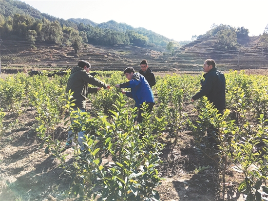 南安4万株佛手树被冻坏创客拟众筹资金渡过难关