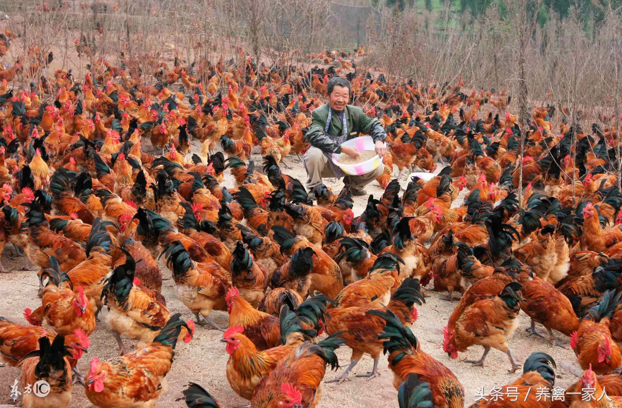 气温下降养鸡怎么防疫,养鸡技术及防疫全过程