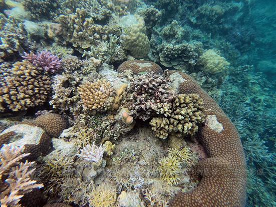 帕劳自由行,帕劳自由行最新攻略