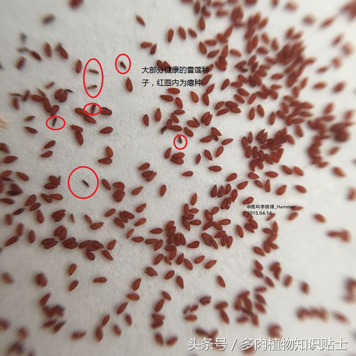 多肉种子有假的吗,多肉种子鉴别