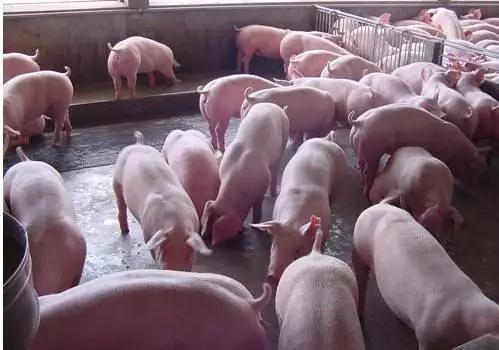 养猪前景如何,现在的养猪前景如何