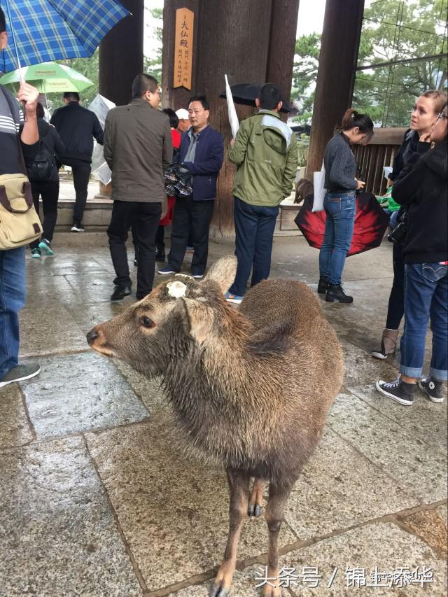 去日本必读的100个旅游小贴士,去日本值得收藏的东西