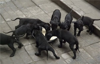 纯种黑狼犬怎么挑,怎么选择好的黑狼犬