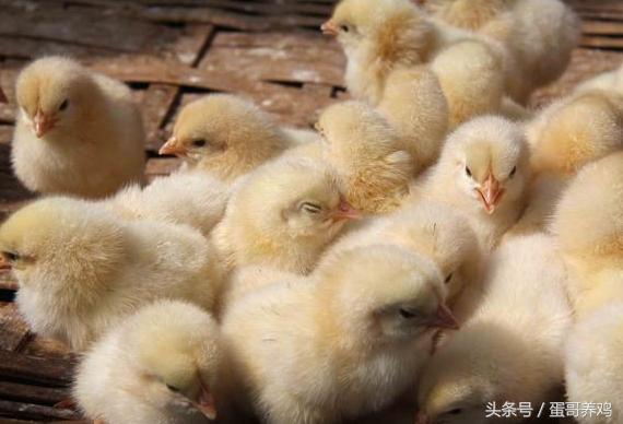 雏鸡糊肛能直接揪掉吗,养鸡最好的急救方法