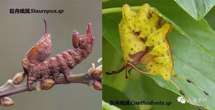 幺蛾子介绍,蛾子的宝宝