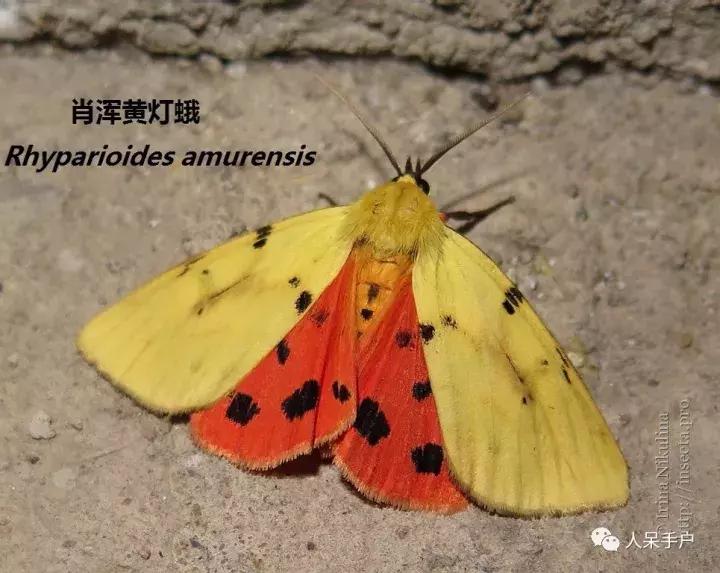 幺蛾子介绍,蛾子的宝宝