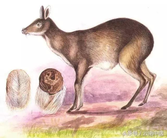 麝香导致流产,麝香真的会让孕妇流产吗