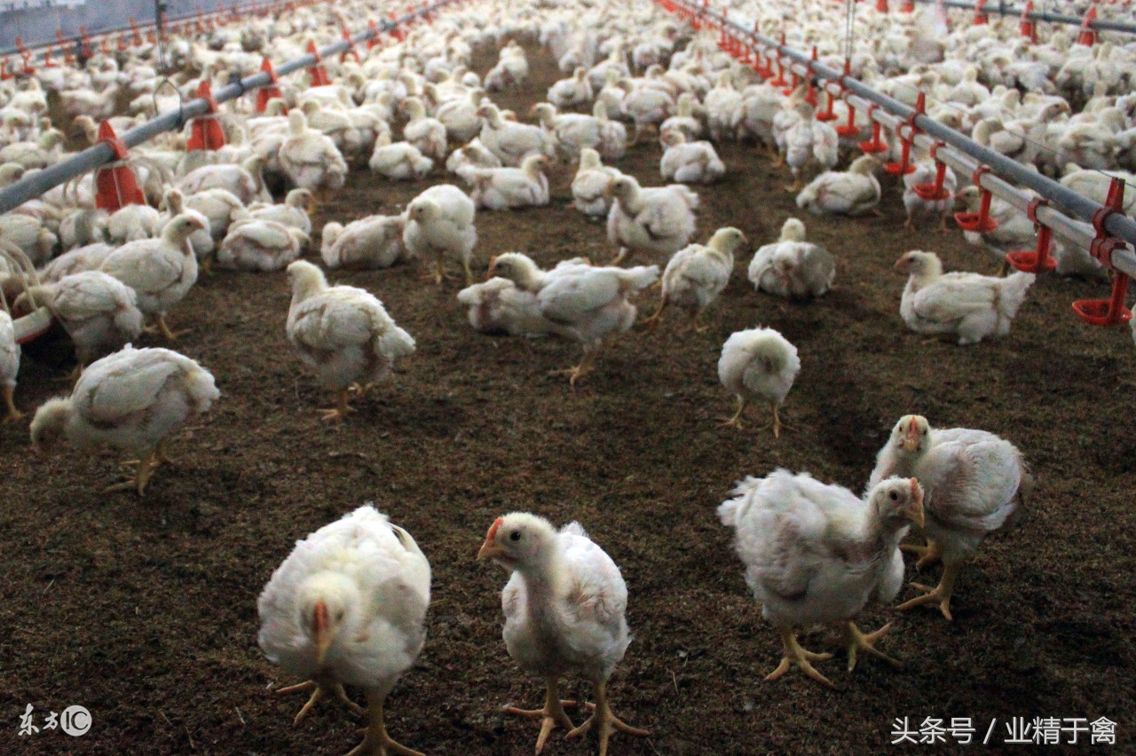 关注2018黄鸡价格行情,今日大公鸡价格最新行情