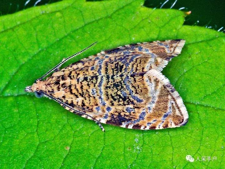 幺蛾子介绍,蛾子的宝宝