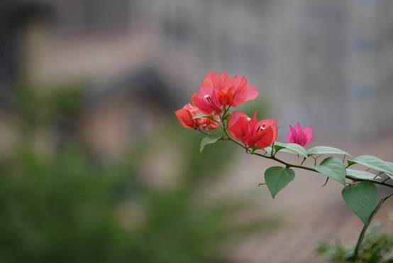 索尼一机走天下镜头,索尼一镜走天下18-135怎么样