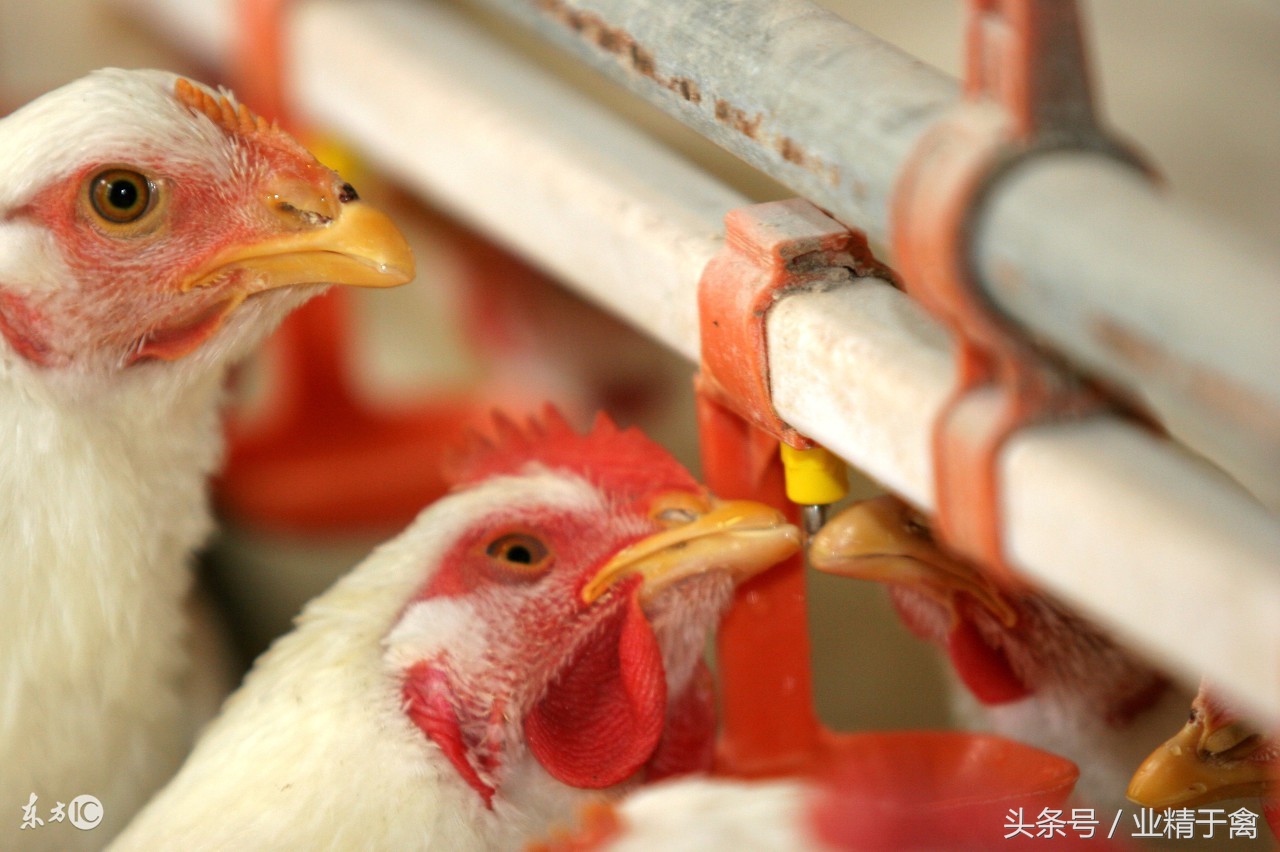 2019年5月下旬肉食鸡价格,今日肉食鸡价格最新报价