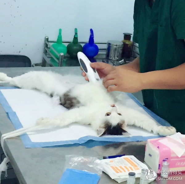 捡到的猫咪要不要归还给原主子,捡到一只流浪猫要注意事项