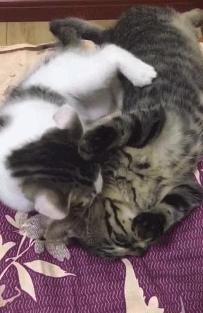 捡到的猫咪要不要归还给原主子,捡到一只流浪猫要注意事项