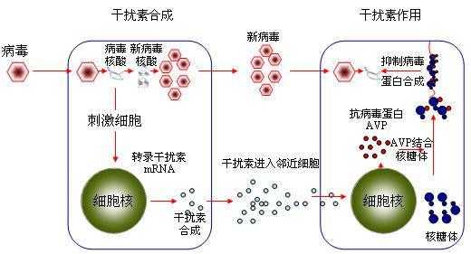 慢性乙肝用什么药可以治好,慢性乙肝不治疗行吗