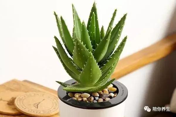 芦荟有什么用途啊,芦荟有什么用途怎么吃