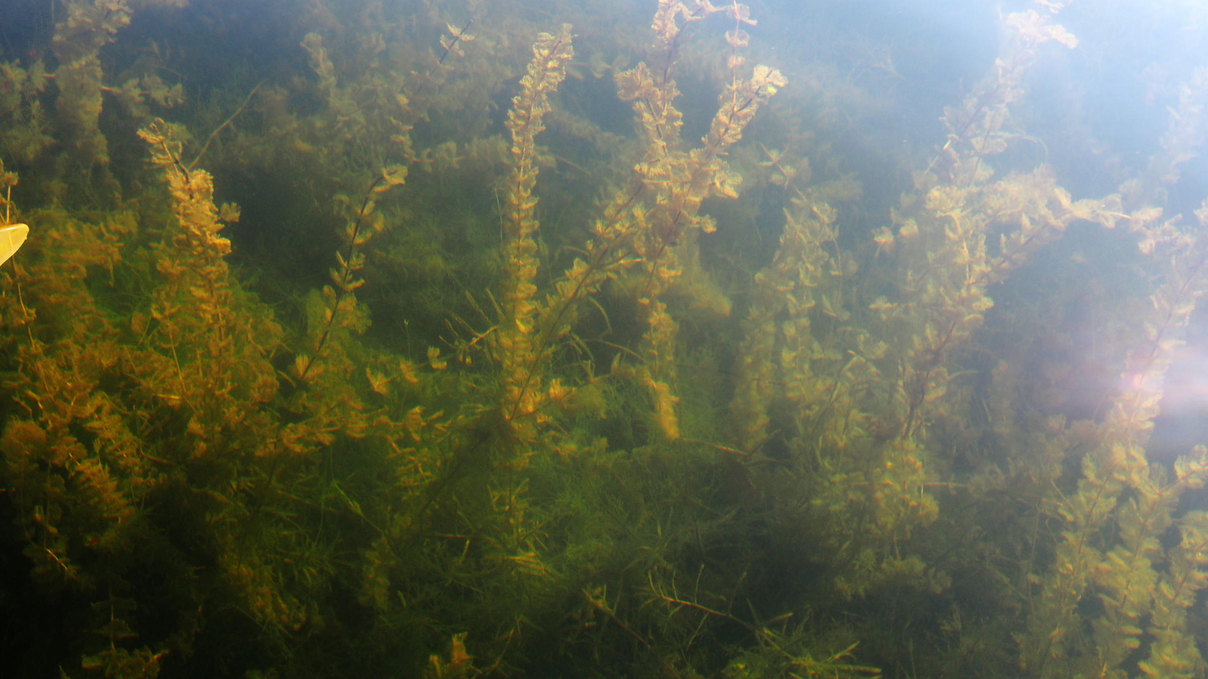 水至清则无鱼游泳,水至清则无鱼但是还是有很多鱼