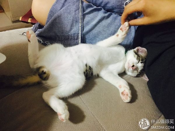 捡到的猫咪要不要归还给原主子,捡到一只流浪猫要注意事项