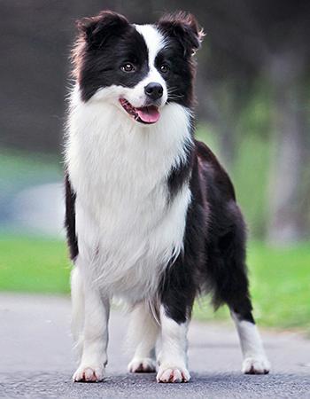 犬种边境牧羊犬,犬界智商扛把子边境牧羊犬