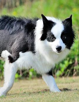 犬种边境牧羊犬,犬界智商扛把子边境牧羊犬