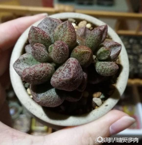 水泡系列的多肉品种大全,一见钟情情有独钟