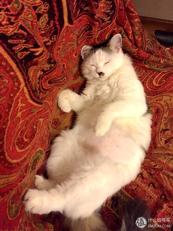 捡到的猫咪要不要归还给原主子,捡到一只流浪猫要注意事项