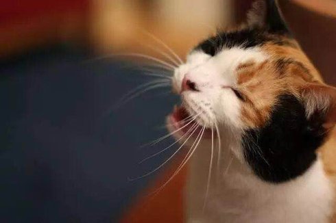 武汉市联合宠物医院怎么样,武汉联合动物医院养宠物