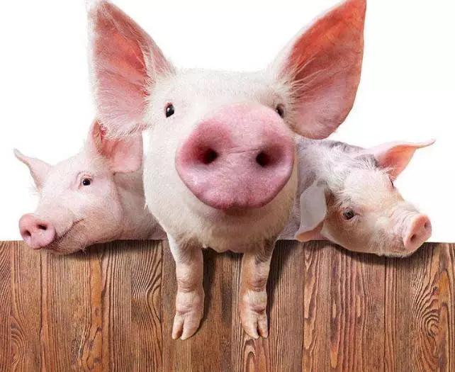 养猪前景如何,现在的养猪前景如何