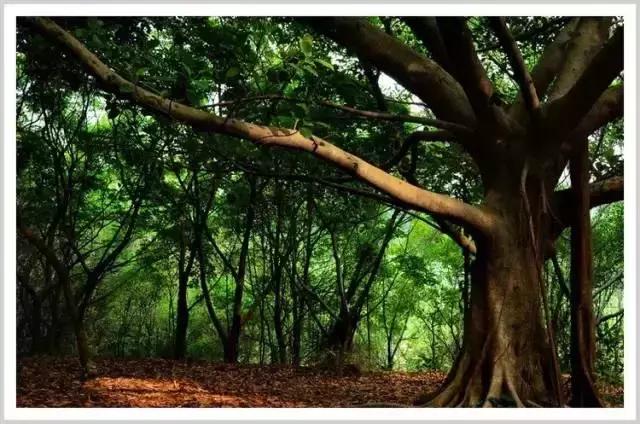 深圳十大打工美女排名表,深圳第一美女简历