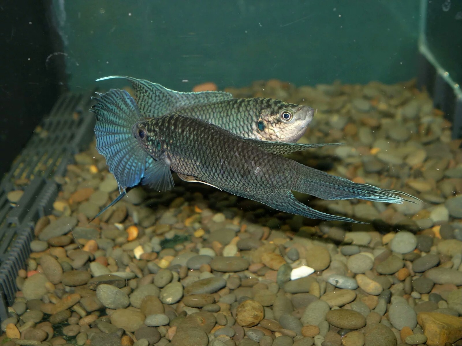 斗鱼2剧情简介,中国斗鱼繁殖