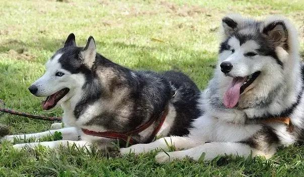 不是所有雪橇犬都像“二哈”这么贱