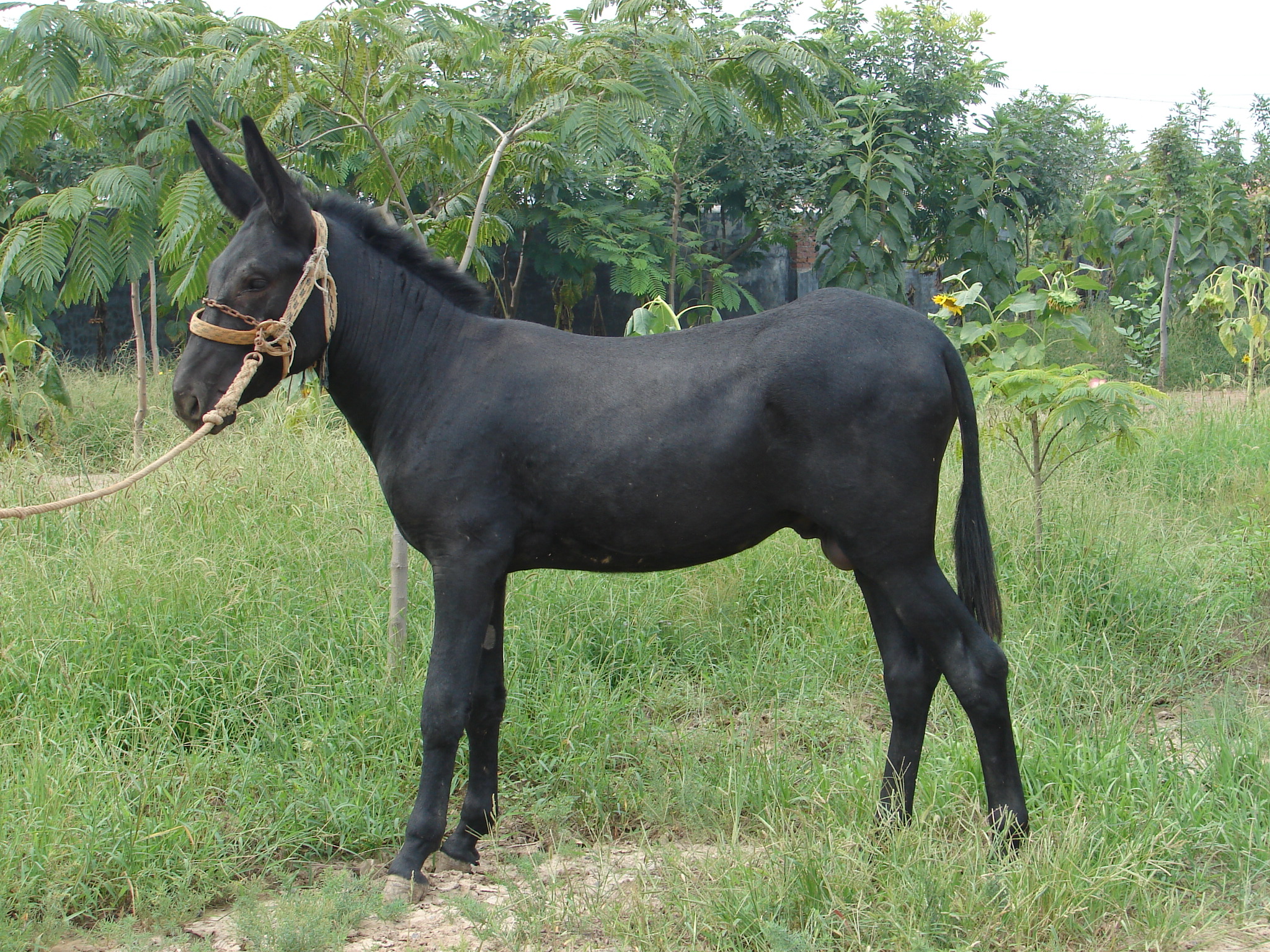 公驴不育的表现和症状,驴生结节病怎么治疗