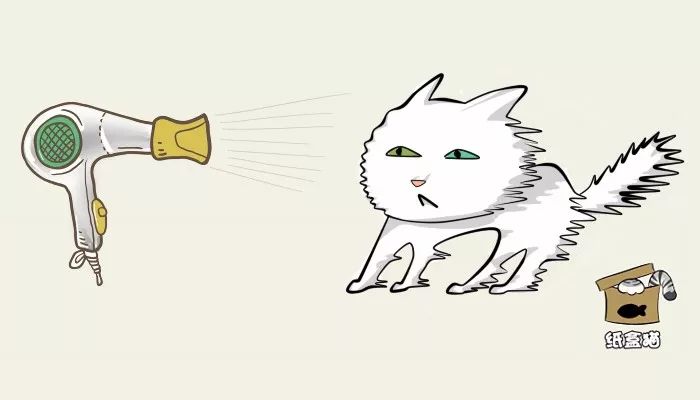 给猫咪洗澡要注意哪些,喵星人洗澡的正确方法