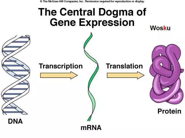 章鱼哥智商逆天,章鱼哥的智商退化视频