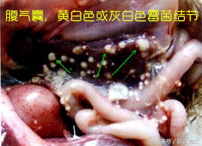 养殖场霉菌毒素注意事项,禽曲霉菌病防治方法