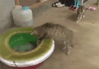 章鱼哥智商逆天,章鱼哥的智商退化视频