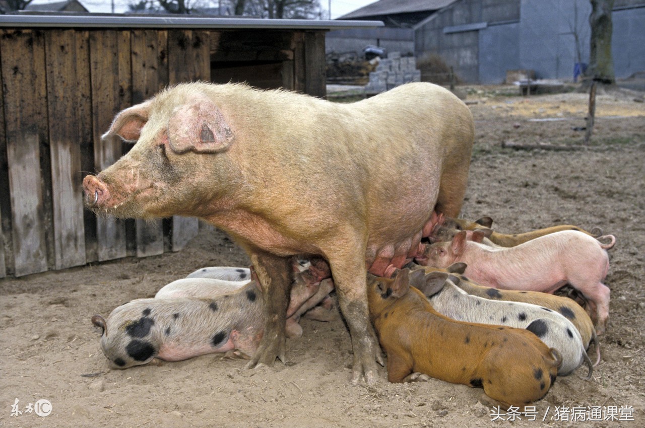 母猪不让小猪吃奶什么原因,老母猪不让小猪吃奶怎么办啊