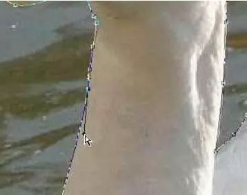 photoshop抠图接单,Ps怎么用路径抠图