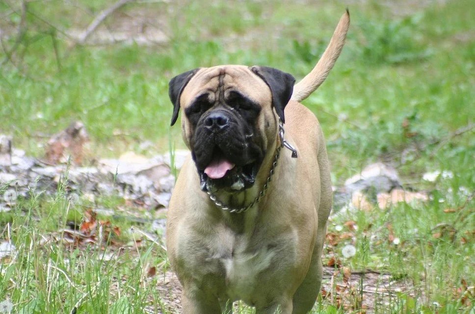 世界名犬品种介绍各多少钱,世界大型名犬高清图