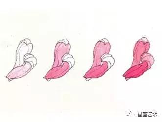 工笔菊花画法步骤示范,工笔菊花设色步骤