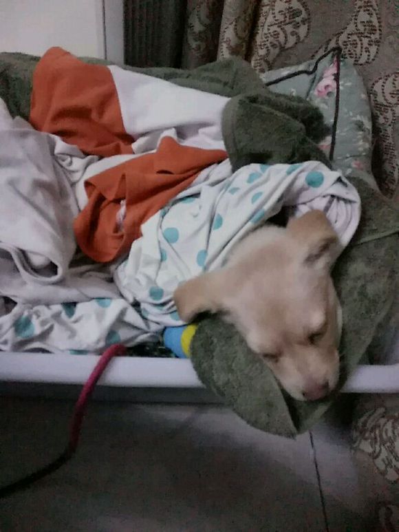 得了细小的狗狗治愈后,小土狗得了细小见到主人摇尾巴